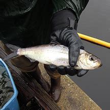 Ecology and Vulnerability Blueback Herring | Massachusetts Wildlife ...