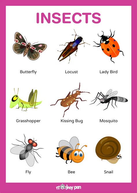 Insects Pictures