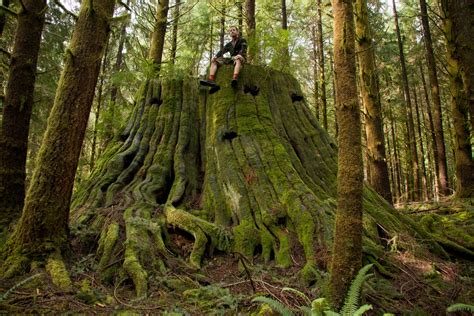 Seymour old-growth hike