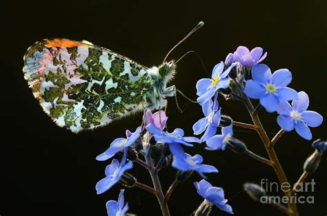 Orange-tip Butterfly Photograph by Colin Varndell/science Photo Library ...