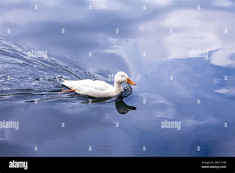 Swimming white duck Stock Photo - Alamy