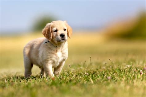 How to Train a Golden Retriever Puppy: Growth & Training Timeline