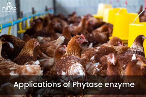 Applications of Phytase Enzyme | Infinita Biotech