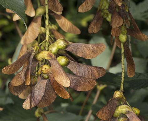 Sycamore - Google Search | Sycamore seed, Seeds, Seed pods