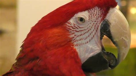 Red Parrot Ara Genus Bird Psittacidae Stock Footage Video (100% Royalty ...