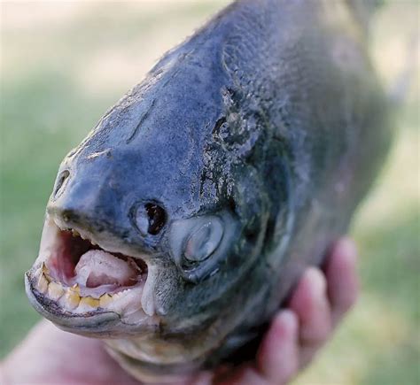 The Interesting Story Of A Rare Fish With Powerful Human Teeth ...