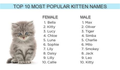 2012's most popular kitten names: Bella, Max and ... Kitty