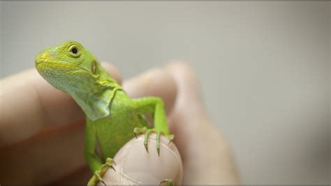 Rare Baby Iguana Discovered - YouTube