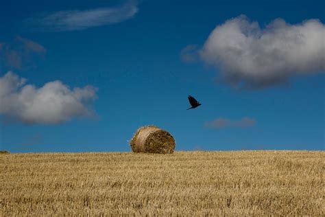 Free stock photo of a bird in the hand