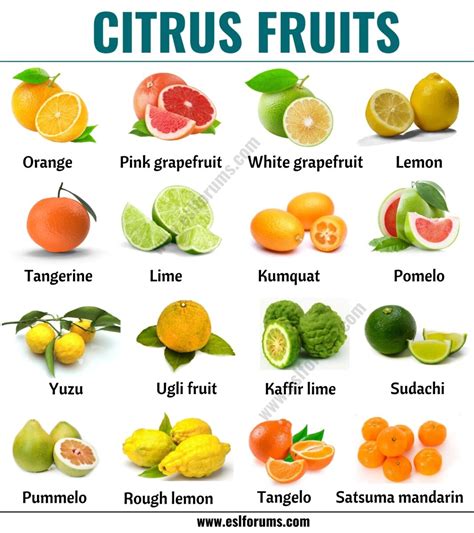 Citrus Fruits: List of 15+ Citrus Fruits with ESL Picture and Example ...