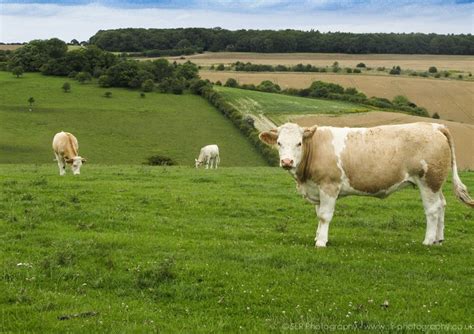 English countryside wildlife! ©SLR Animal Photography | Animal ...