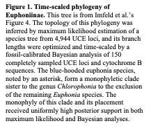 Resurrect Cyanophonia and revise the linear sequence of Euphoniinae