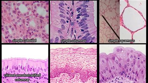 Wall Chart Epithelial Tissue | ubicaciondepersonas.cdmx.gob.mx