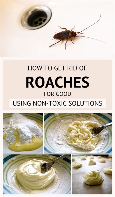 How To Get Rid Of Roaches For Good Using Non-Toxic Solutions ...