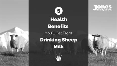 Health Benefits of Drinking Sheep Milk - Jones Family Farm