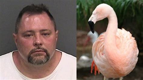 Florida man arrested for attacking, killing flamingo at Busch Gardens