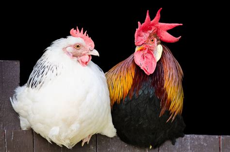 How To Tell A Rooster From A Hen: 5 Easy Differences Explained