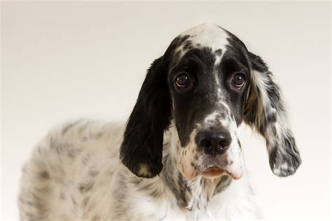 English Setter Pictures and Informations - Dog-Breeds.com