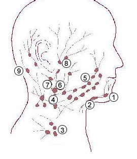 Submental lymph nodes - Wikiwand