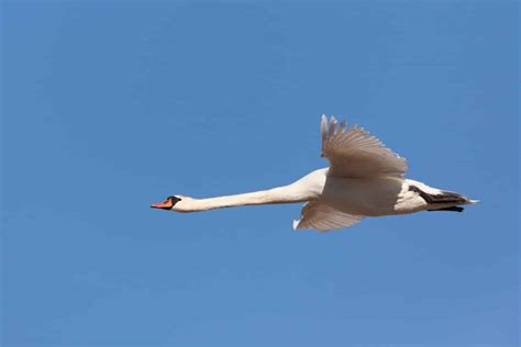 Can Swans Fly? (Science Expert Answer) - Bird Nature