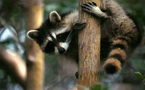 🔥 Free download Raccoon Computer Wallpapers Desktop Backgrounds ...