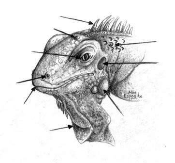 Iguana Anatomy: Head by PrynceHarming on DeviantArt