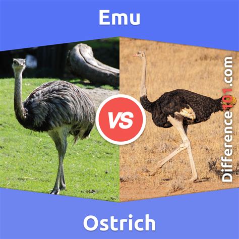 Emu vs. Ostrich: 6 Key Differences, Pros & Cons, Similarities ...