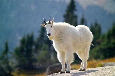 The Wildlife of Glacier National Park - Animals Network