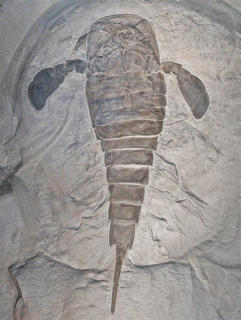 Eurypterid - Wikiwand