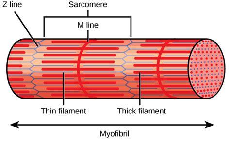 Sarcomere In Cardiac Microscope Labeled