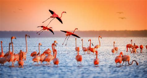 Lake Nakuru, a Paradise for Flamingos on the African Continent - The ...