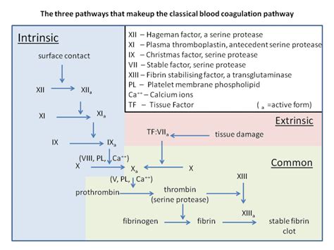 Coagulation Cascade