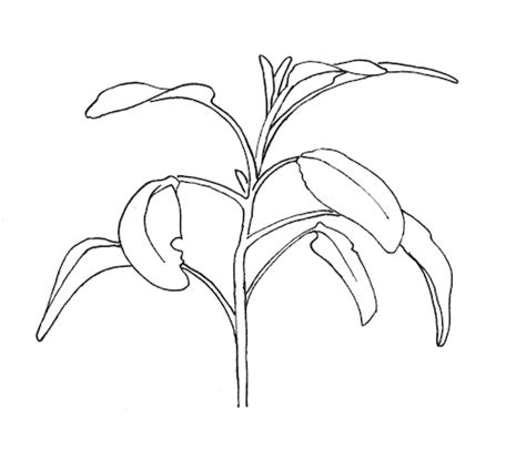 How to draw plants like Ellsworth Kelly - Artists & Illustrators