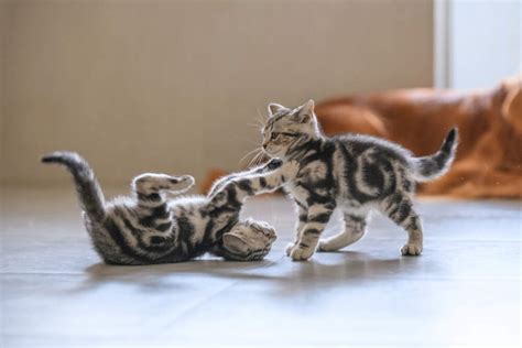 Are My Cats Playing or Fighting? | Comfort Zone