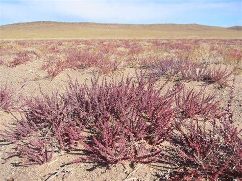 Mongolian flora and fauna