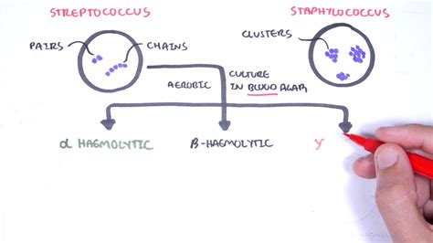 Streptococcus Diagram