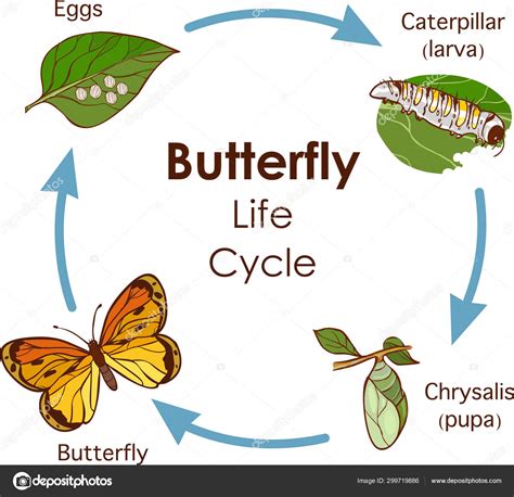 Vector illustration of Life Cycle of Butterfly diagram Stock Vector ...