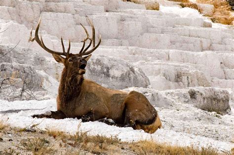 9 Top Wildlife Experiences in Yellowstone National Park