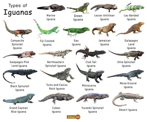 Iguana Facts, Types, Diet, Reproduction, Classification, Pictures