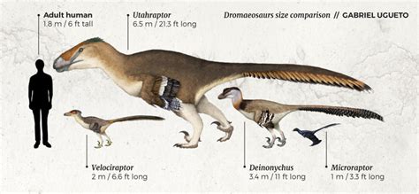 Utahraptor Size Comparison