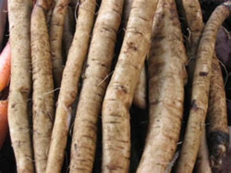 Organic Fresh Burdock Root