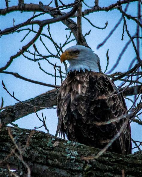 Pin by Lisa (Elizabeth) DeNault on The Birds of St. Clair County ...