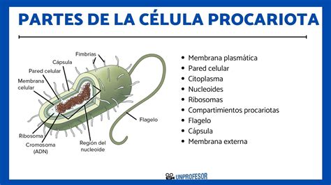 9 partes de la célula PROCARIOTA y sus funciones - con vídeo