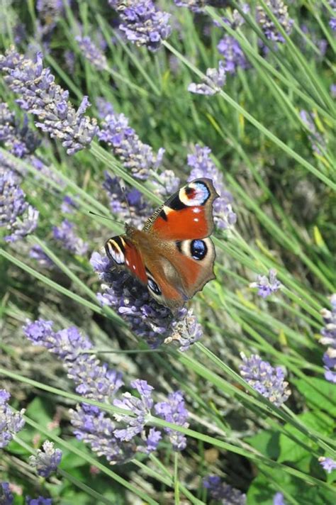 Norfolk Lavender | Norfolk lavender, Lavender, Shades of purple