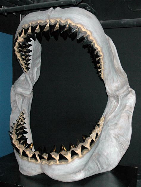 Carcharodon megalodon fossil shark jaw (reconstruction) (l… | Flickr