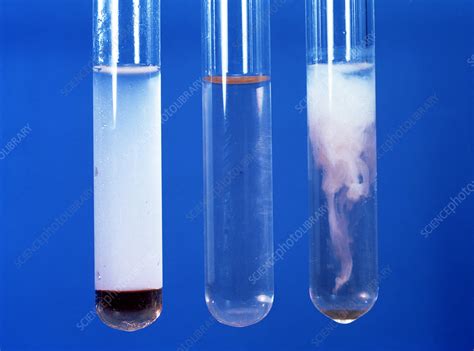 Phenol reactions - Stock Image - A500/0274 - Science Photo Library