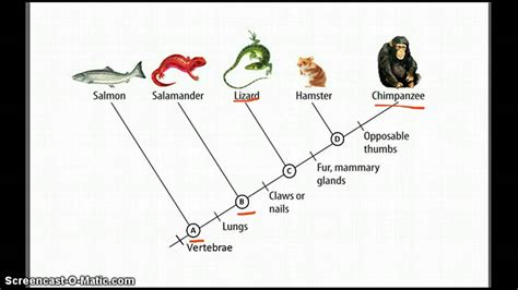 Cladograms - Betterlesson - YouTube