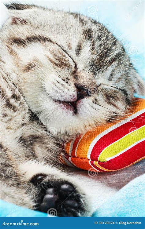 Scottish Fold Kitten Sleeping Stock Photo - Image of relax, home: 38120324