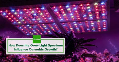 How Does the Grow Light Spectrum Influence Cannabis Growth?