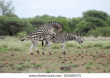 Zebra Mating Stock Photo 105600575 : Shutterstock